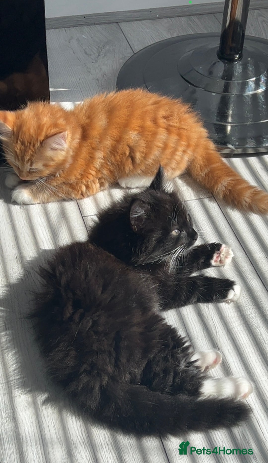 Maine Coon cats for sale: Beautiful Fluffy Kitten Looking for Home - Image 4