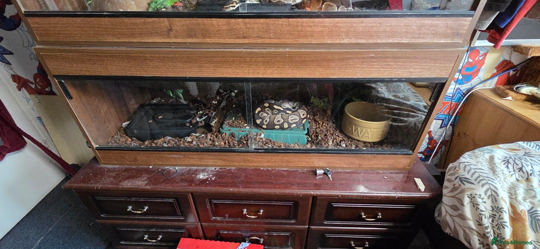 Python Snake reptiles for sale: 3 adult Royal pythons and 4' vivariums  - Image 2