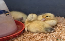 Ducks poultry for sale: Day old Silver Appleyard Ducklings - Image 1
