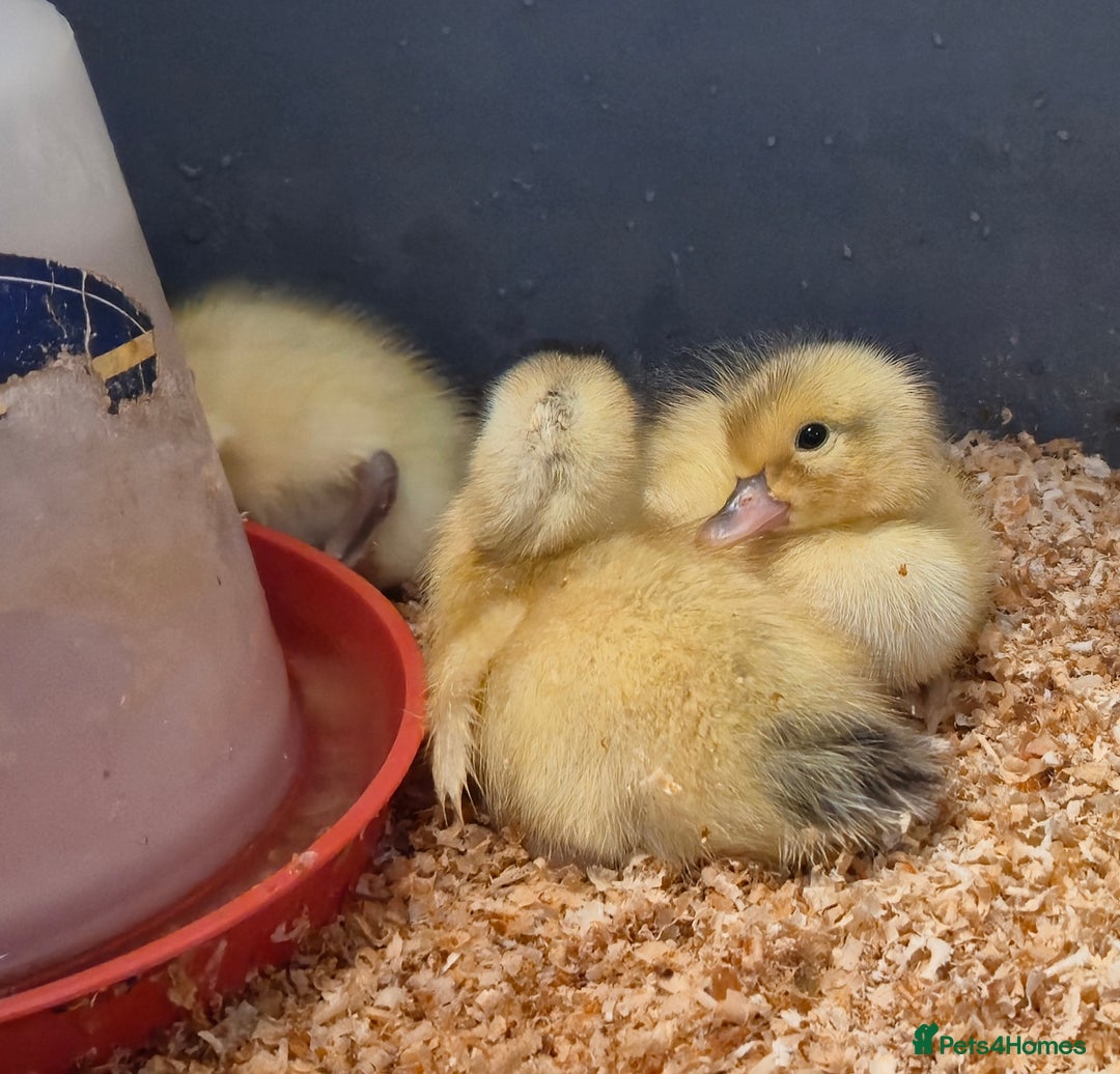 Ducks poultry for sale: Day old Silver Appleyard Ducklings - Image 1