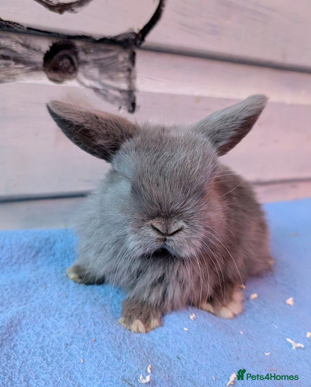 Mini Lop rabbits for sale: ❤️🐰Mini lop bunnies🐰❤️ - Image 7