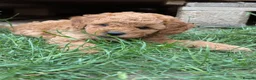Toy Poodle dogs for sale: KC registered toy poodles for loving homes  - Advert 9