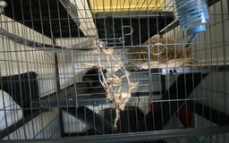 Chinchilla rodents for sale: Chinchillas for sale  - Image 9