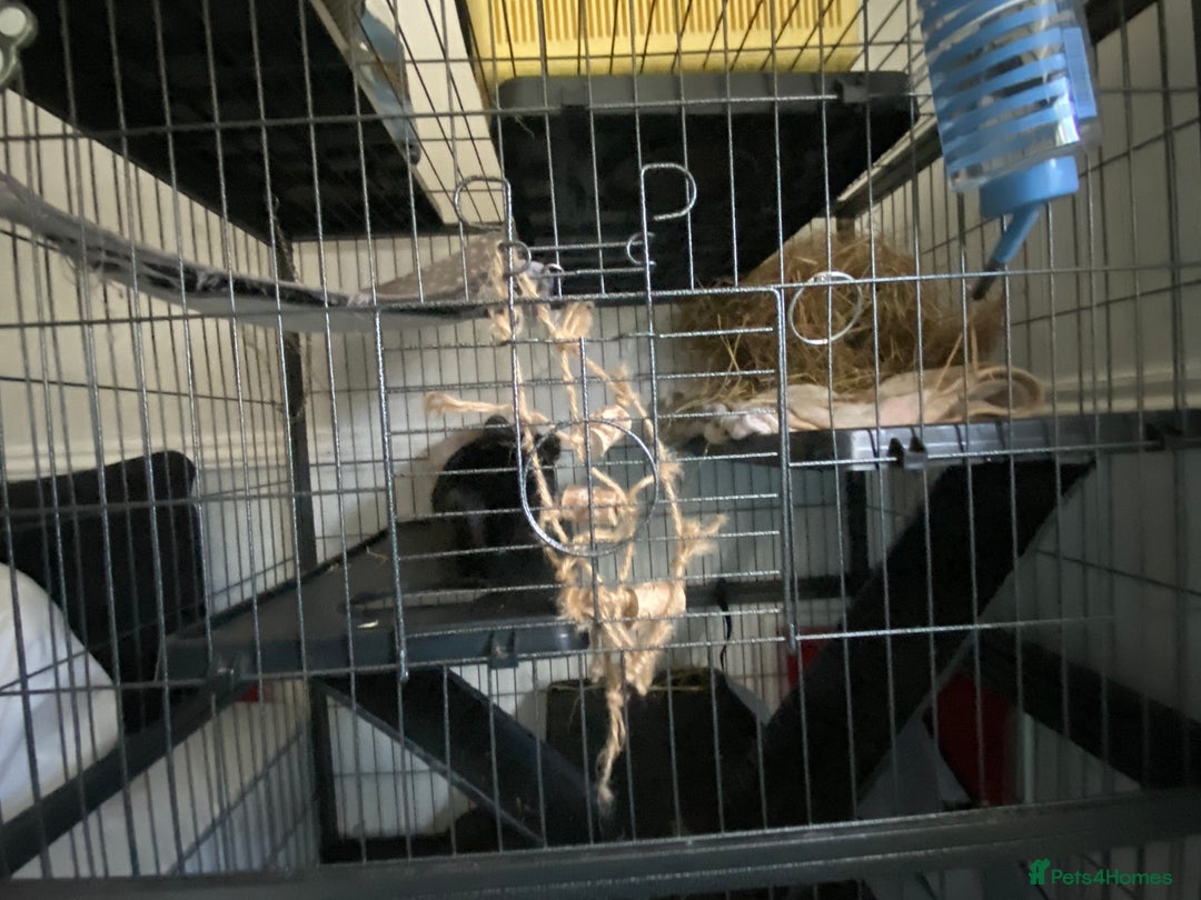 Chinchilla rodents for sale: Chinchillas for sale  - Image 9