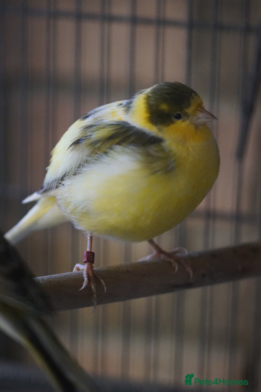 Canaries birds for sale: Canaries  - Advert 3