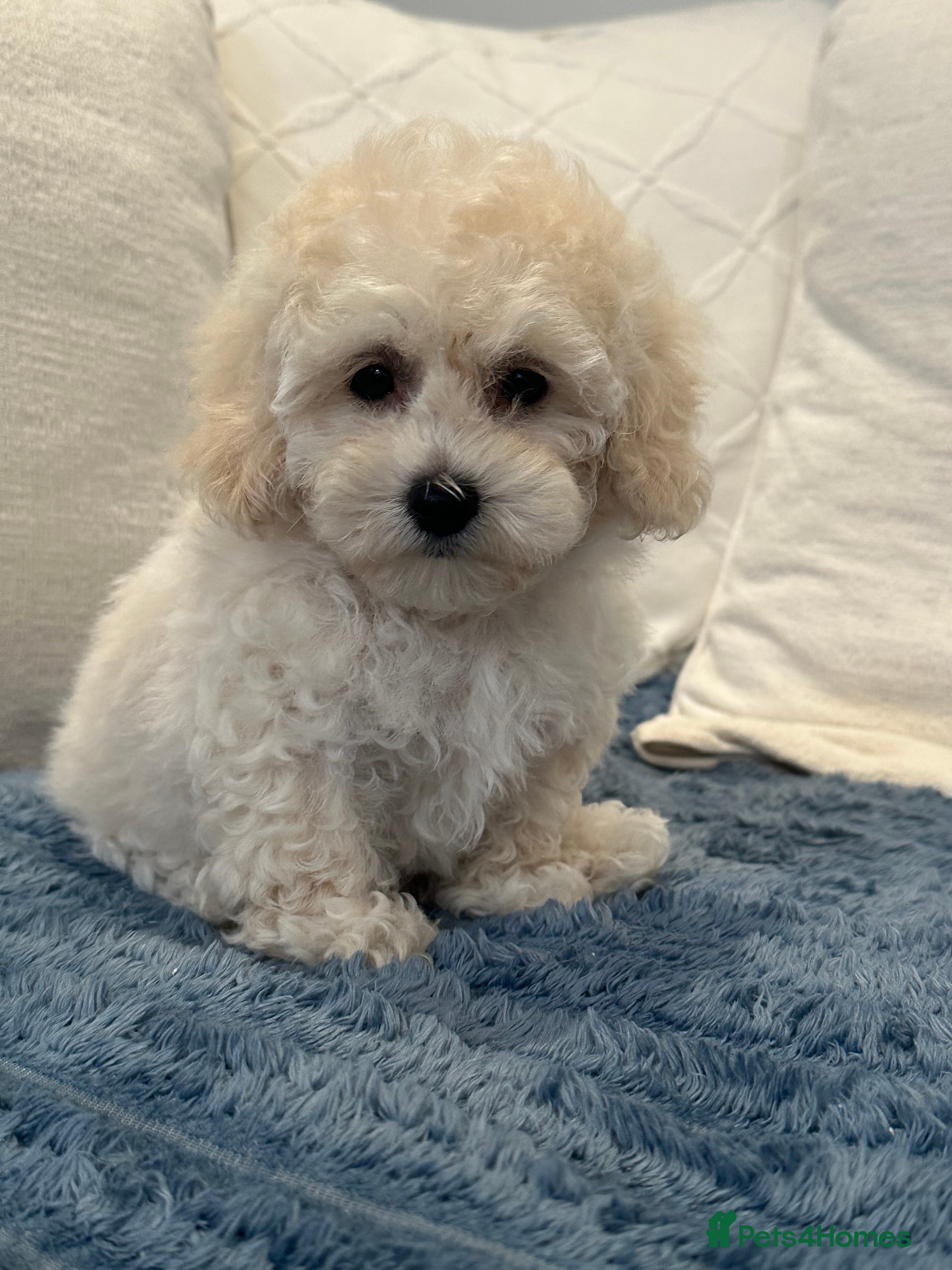 Maltipoo dogs 🐶 Beautiful Maltipoo Boys Available 🐶 - Advert 16