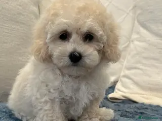 Maltipoo dogs 🐶 Beautiful Maltipoo Boys Available 🐶 - Advert 16