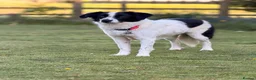 Mixed Breed dogs for adoption: Lilly -Milton Keynes  in Milton Keynes - Advert 4