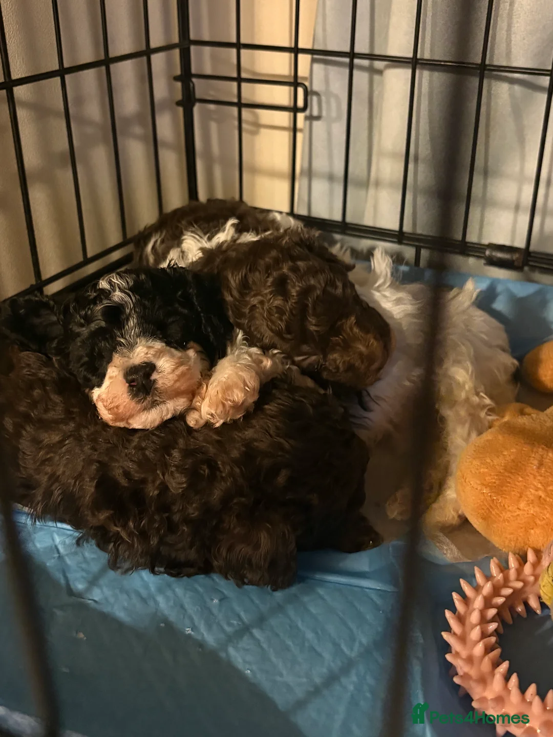 Toy Poodle dogs for sale: Outstanding Miniature Poodle Puppies  - Advert 9