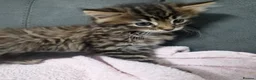Siberian cats for sale: Fluffy kittens - Advert 3