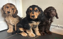 Cocker Spaniel dogs for sale: KC registered show cocker spaniels  in Battle - Image 1
