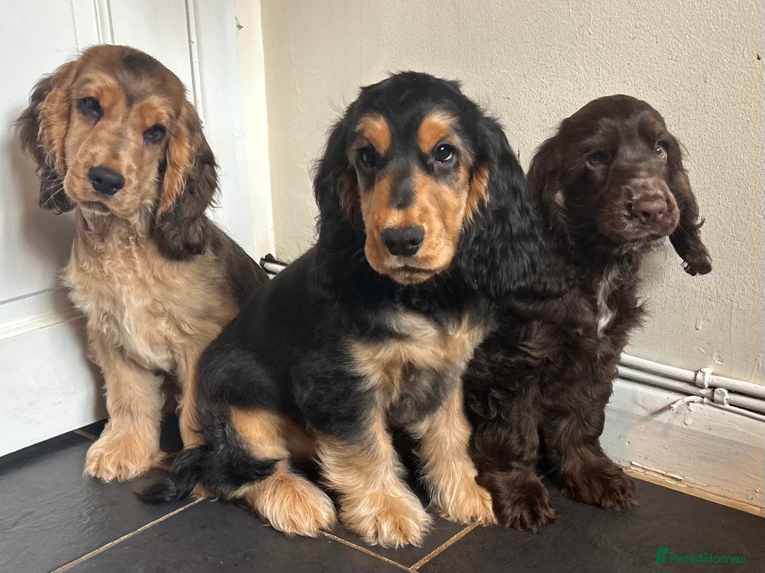 Cocker Spaniel dogs for sale: KC registered show cocker spaniels  in Battle - Image 1