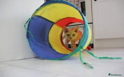 Devon Rex cats for sale: 1 girl left. Stunning Devon Rex GCCF kittens  - Image 29