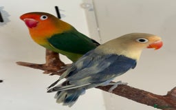 Lovebirds birds for sale: Proven breeding pair for Sale - Image 1