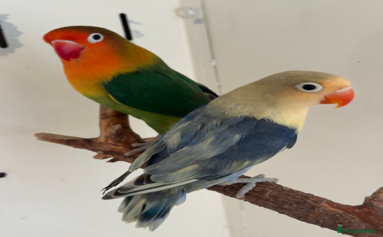 Lovebirds birds - Advert 2