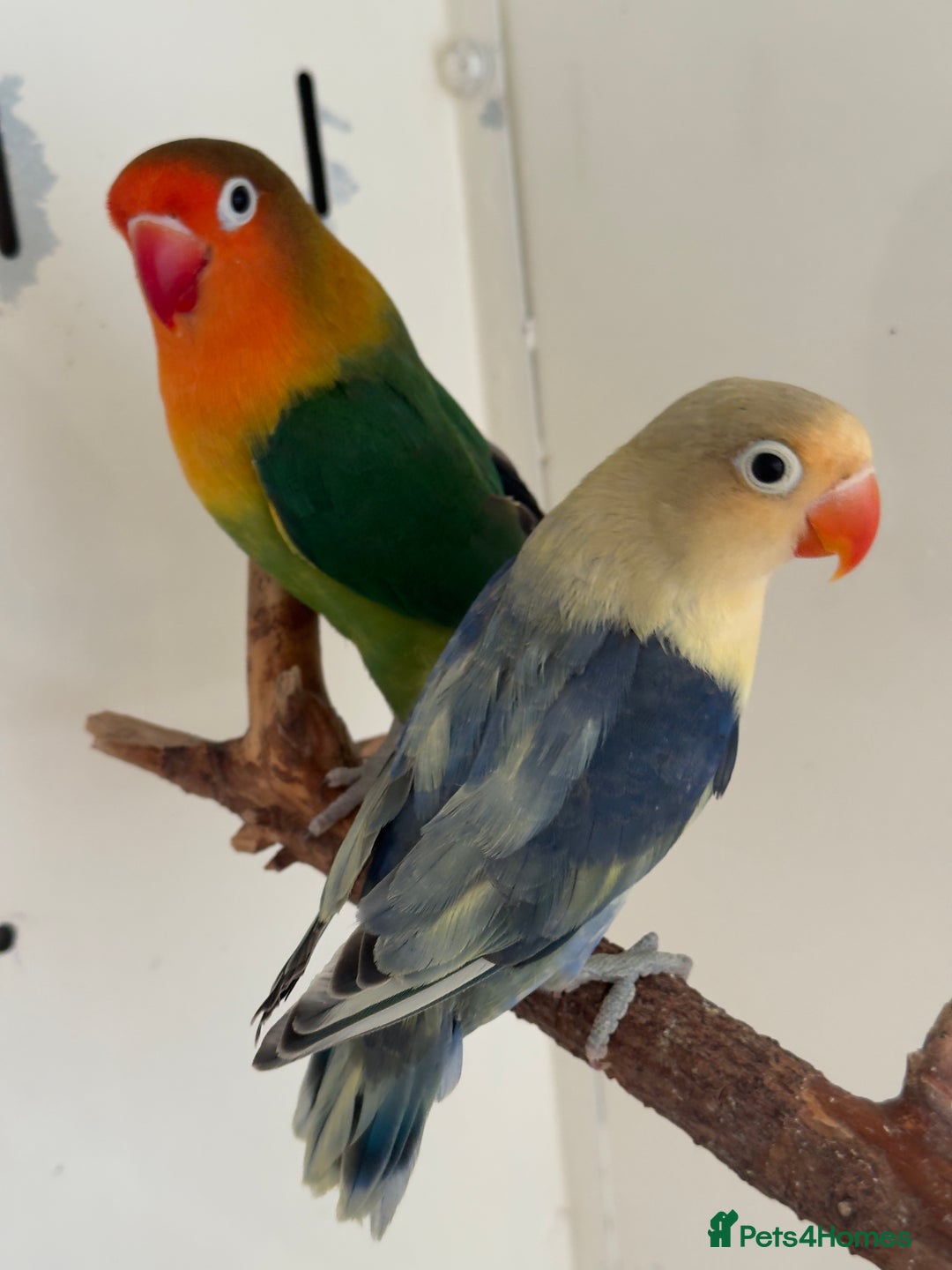 Lovebirds birds for sale: Proven breeding pair for Sale - Image 1