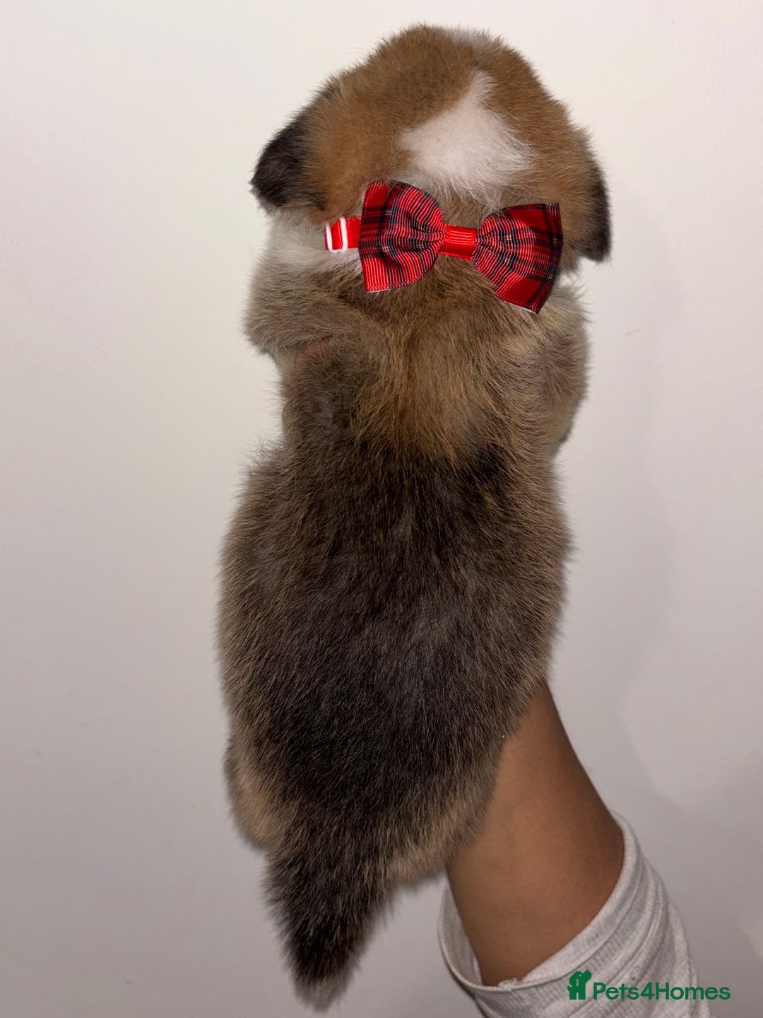 Welsh Corgi Pembroke dogs for sale: Welsh Pembroke corgis  - Image 20