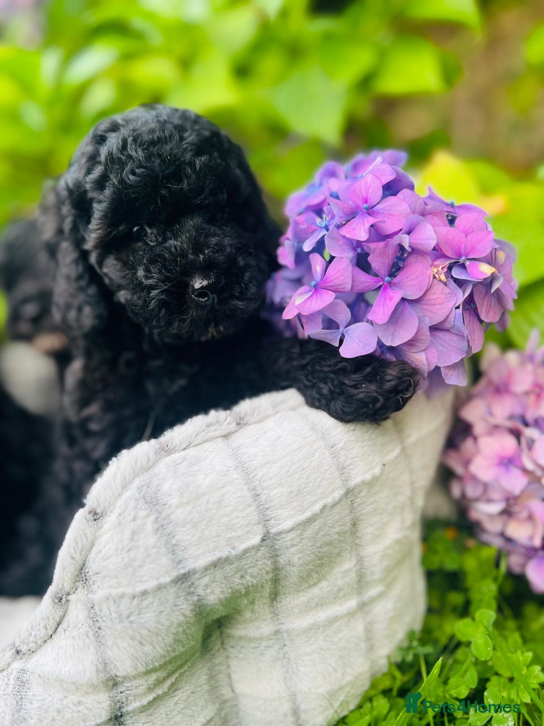 Cavapoo dogs for sale: Cavapoo  - Image 6