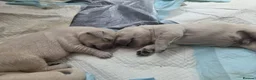 Golden Retriever dogs for sale: Stunning Cream KC registered Golden Retrievers  - Advert 21