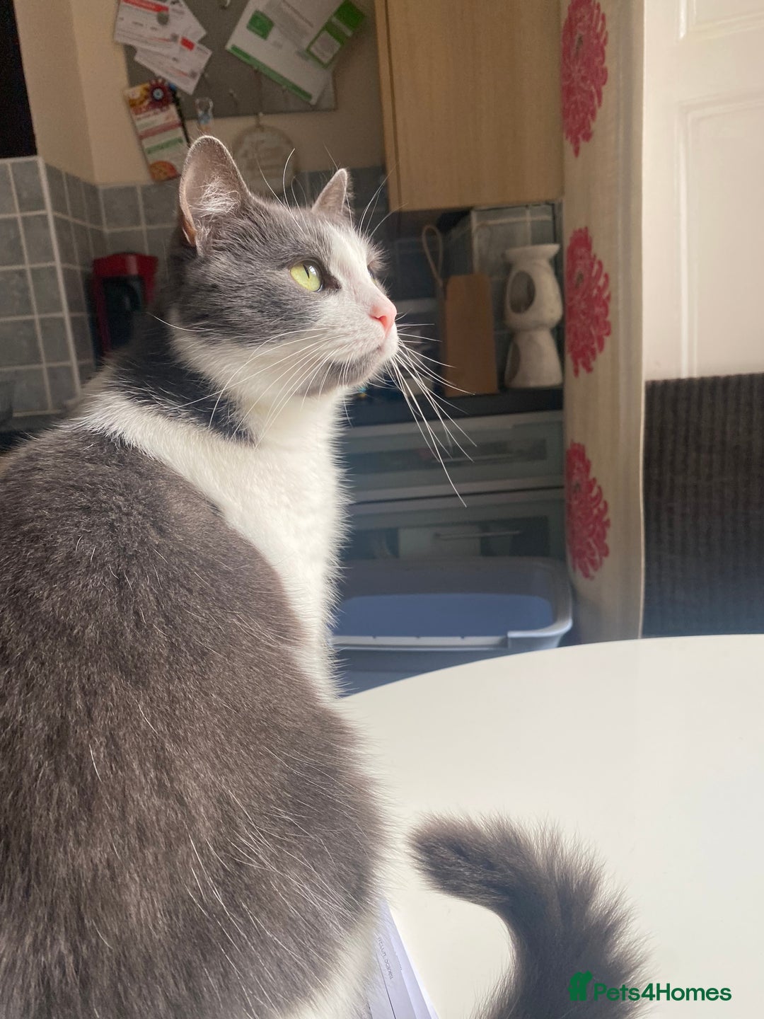 Mixed Breed cats for sale: Archie - Neutered Male House Cat  - Advert 9