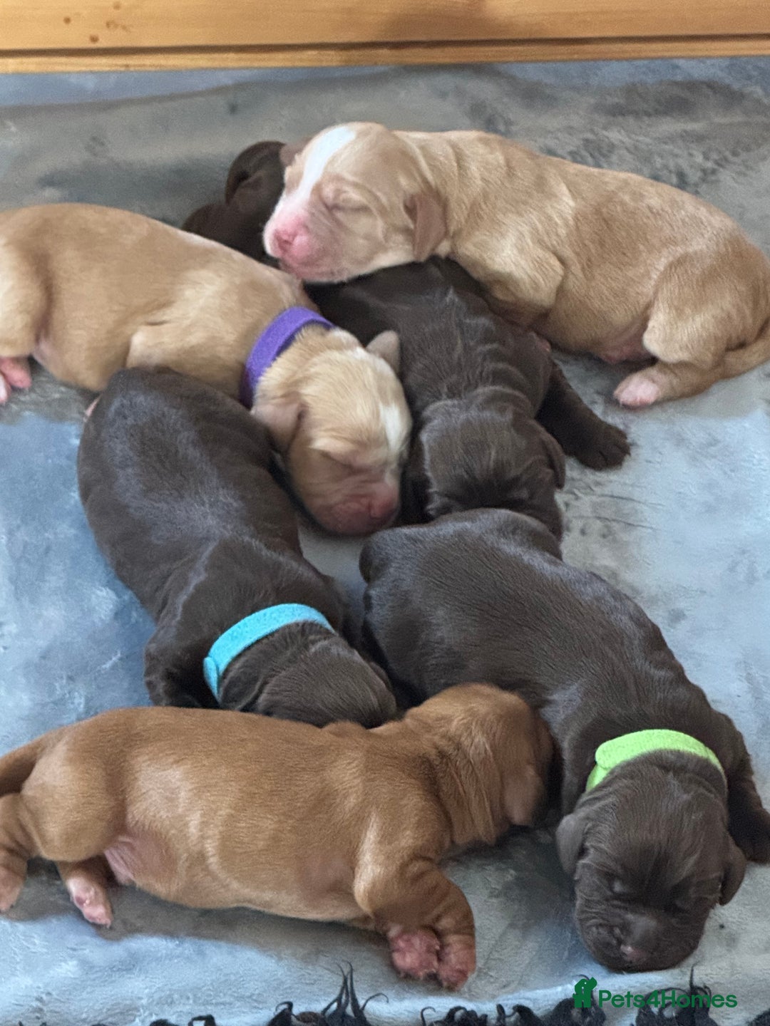 Cocker Spaniel dogs for sale: KC Registered Working Cocker Spaniels - Advert 7