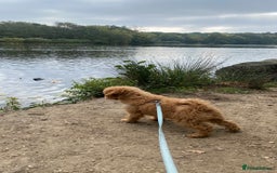 Maltipoo dogs for sale: ❤️BEAUTIFUL MALTIPOO PUPPY FOR REHOMING❤️ - Image 4