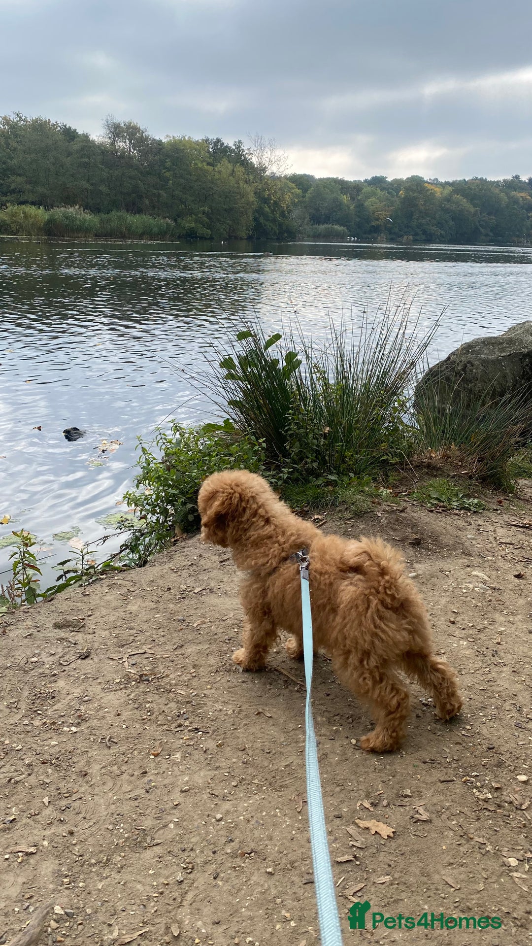 Maltipoo dogs for sale: ❤️BEAUTIFUL MALTIPOO PUPPY FOR REHOMING❤️ - Image 4