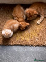 Maine Coon cats Red Maine Coon kittens - Advert 3