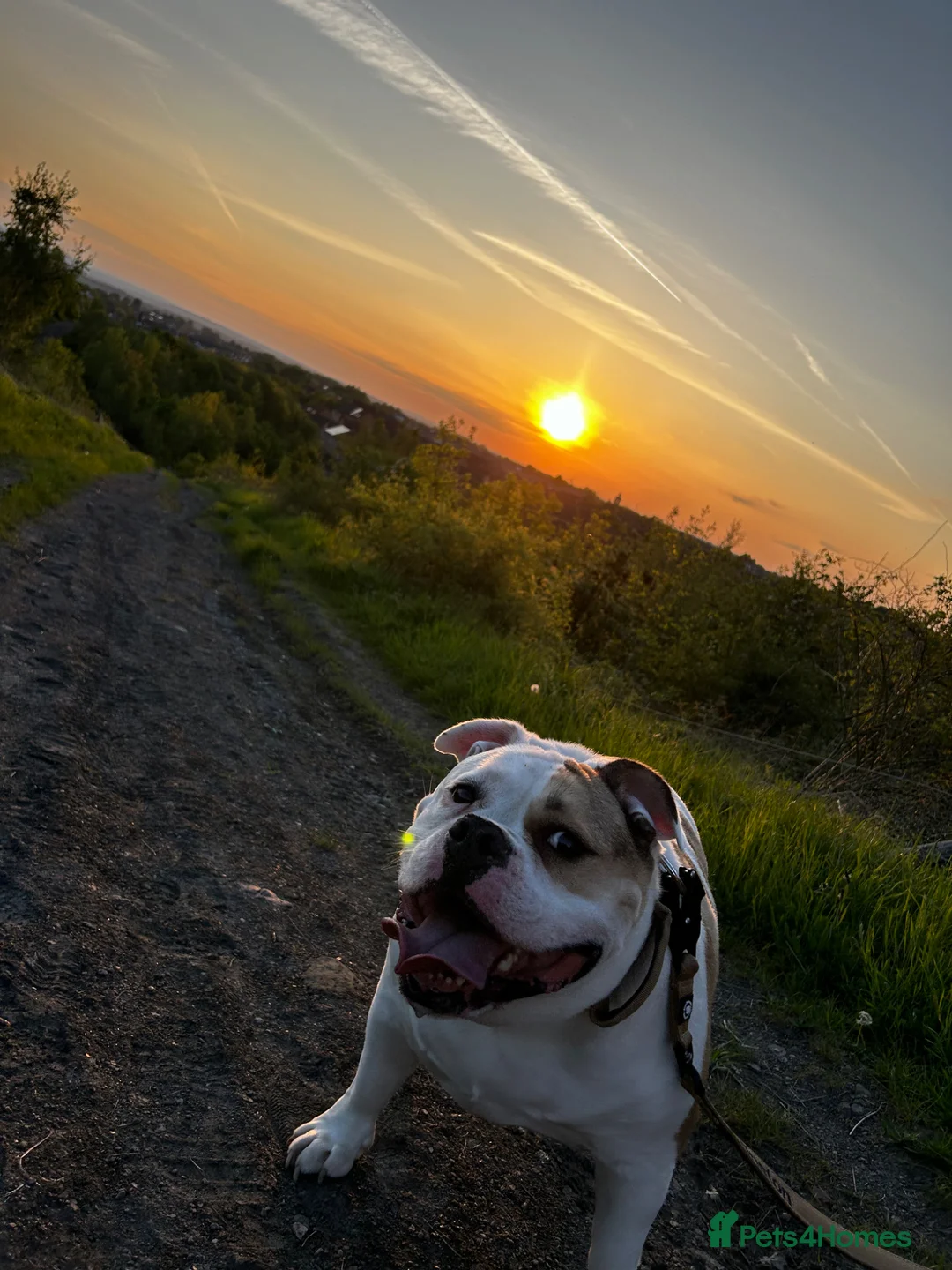 Mixed Breed dogs for sale: Olde English X American Bulldog  in Rotherham - Advert 3