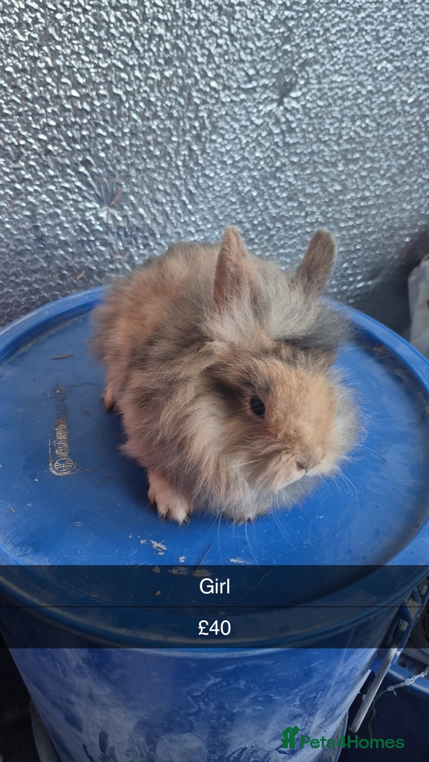 Lionhead rabbits Lionhead Baby Rabbits 8 weeks (Friendly) - Advert 14