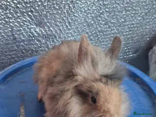 Lionhead rabbits Lionhead Baby Rabbits 8 weeks (Friendly) - Advert 14