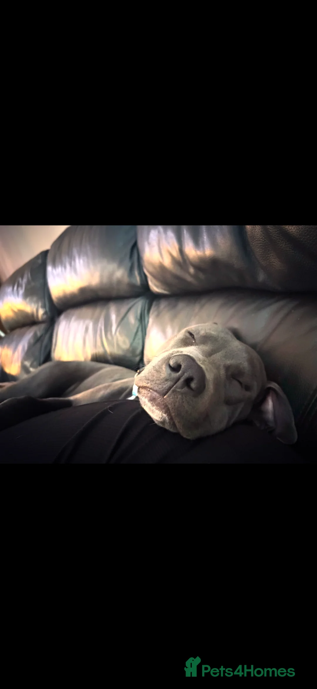 Mixed Breed dogs for sale: Lenny - Advert 2