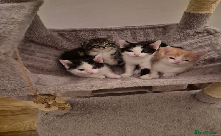 Mixed Breed cats - Advert 4