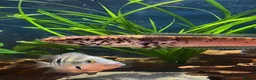 Cichlids fish for sale: Fire mouth cichlid  - Advert 4