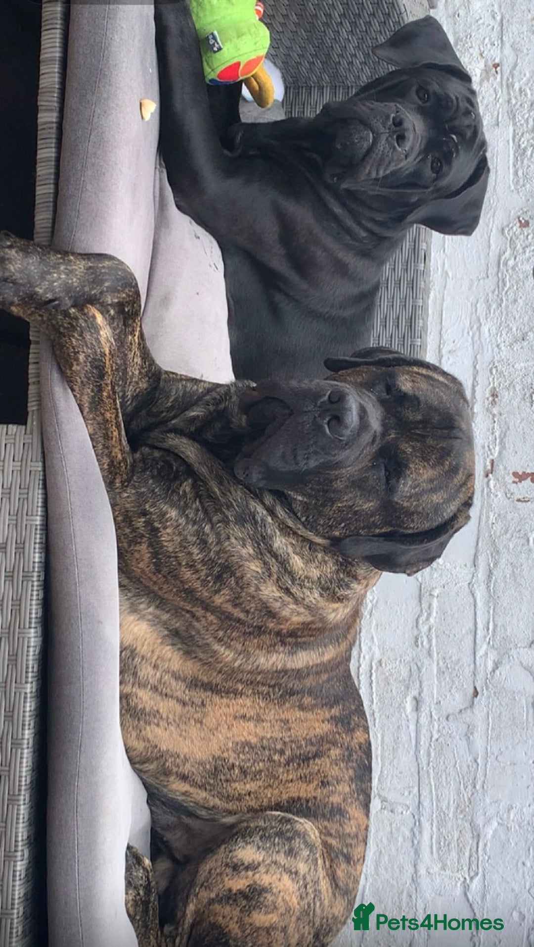 Cane Corso dogs for sale: 5 beautiful cane corso puppies nearly ready to go  - Image 12