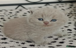 British Shorthair cats for sale: GCCF, KITTENS, STUDS, QUEENS, Blue Lilac Bi - Image 27
