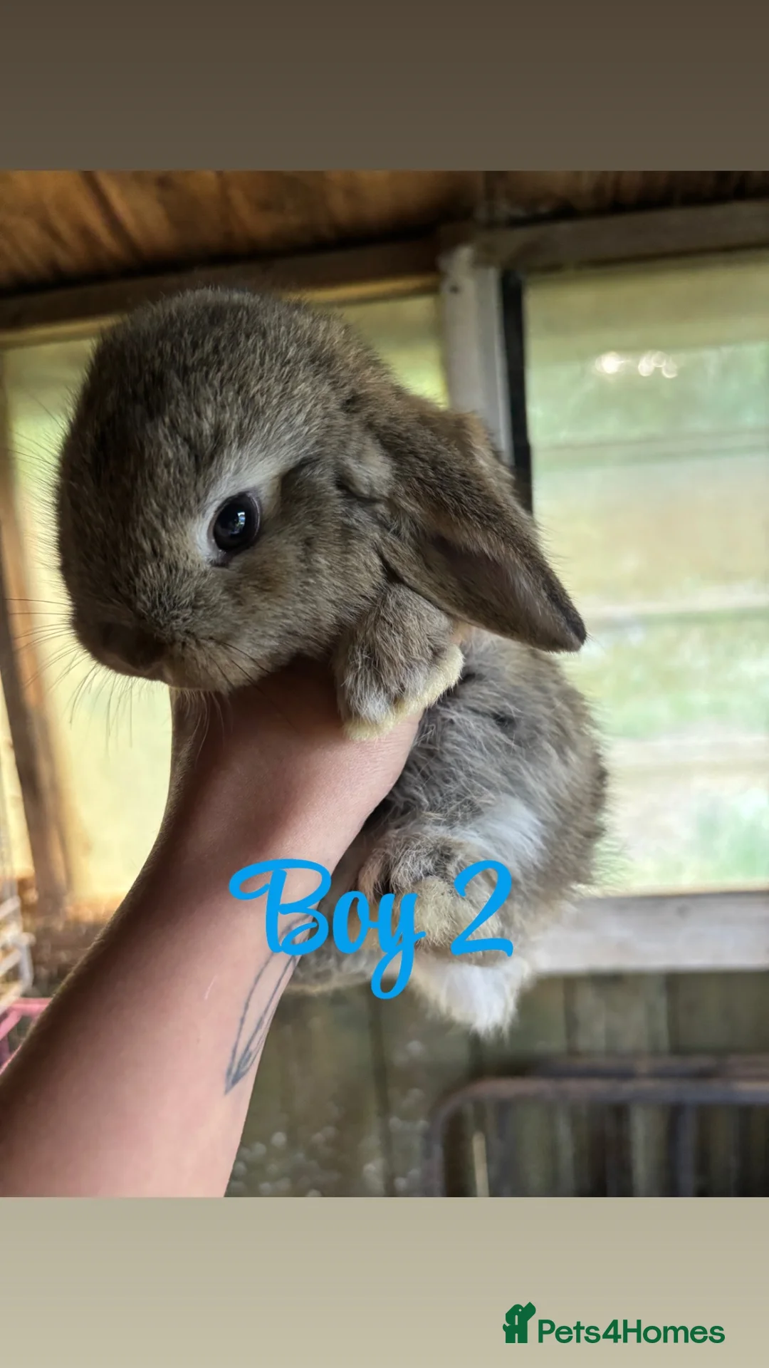 Mini Lop rabbits for sale: Mini lop babies ready to go now  - Advert 2