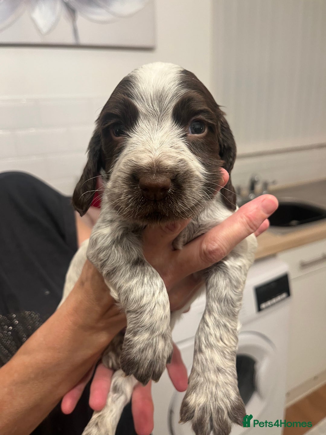 Cocker Spaniel dogs for sale: BEAUTIFUL COCKER SPANIEL PUPS - Advert 12