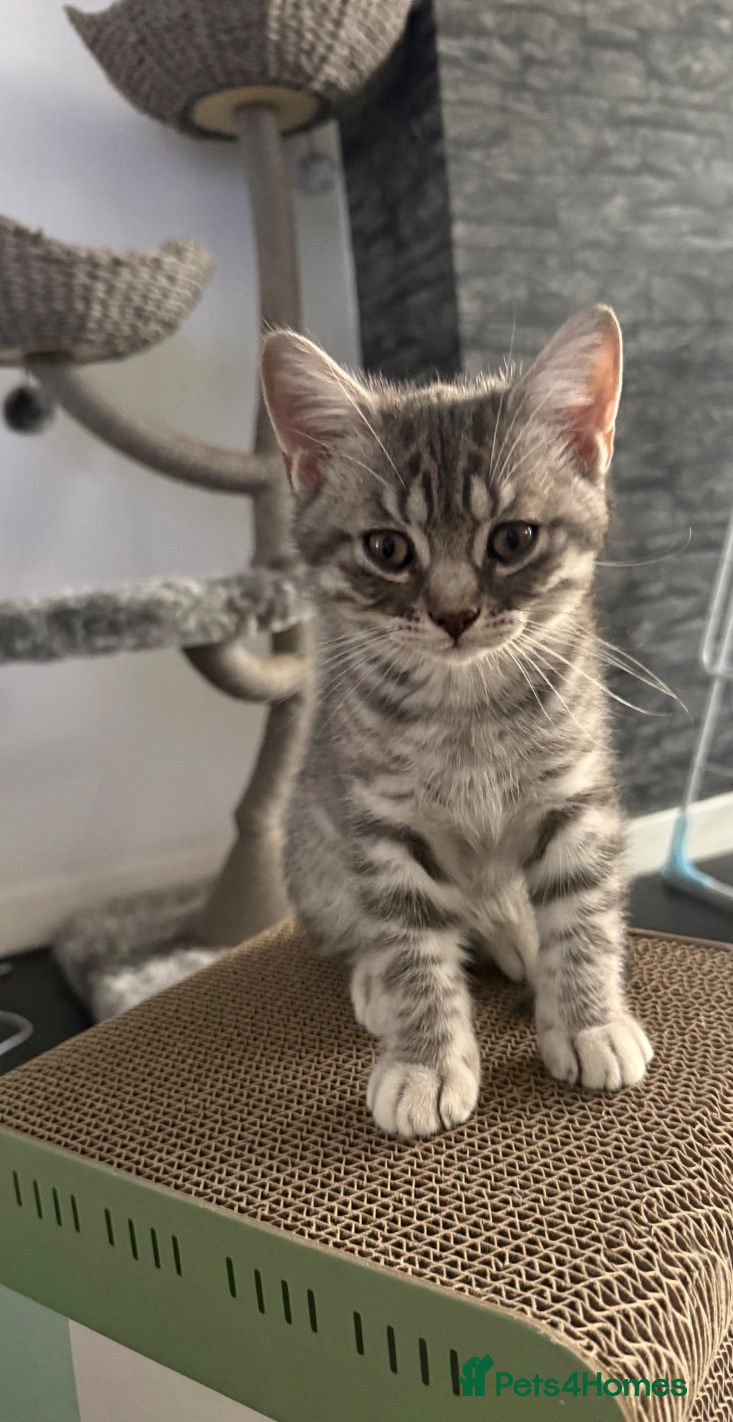 British Shorthair cats Beautiful Scottish Fold&Straight –Silver tabby’s  - Advert 1