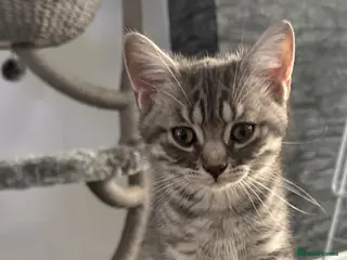 British Shorthair cats Beautiful Scottish Fold&Straight –Silver tabby’s - Advert 1