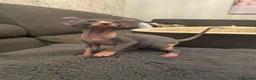 Sphynx cats for sale: 🔥 Sphynx girl 🔥 - Advert 3