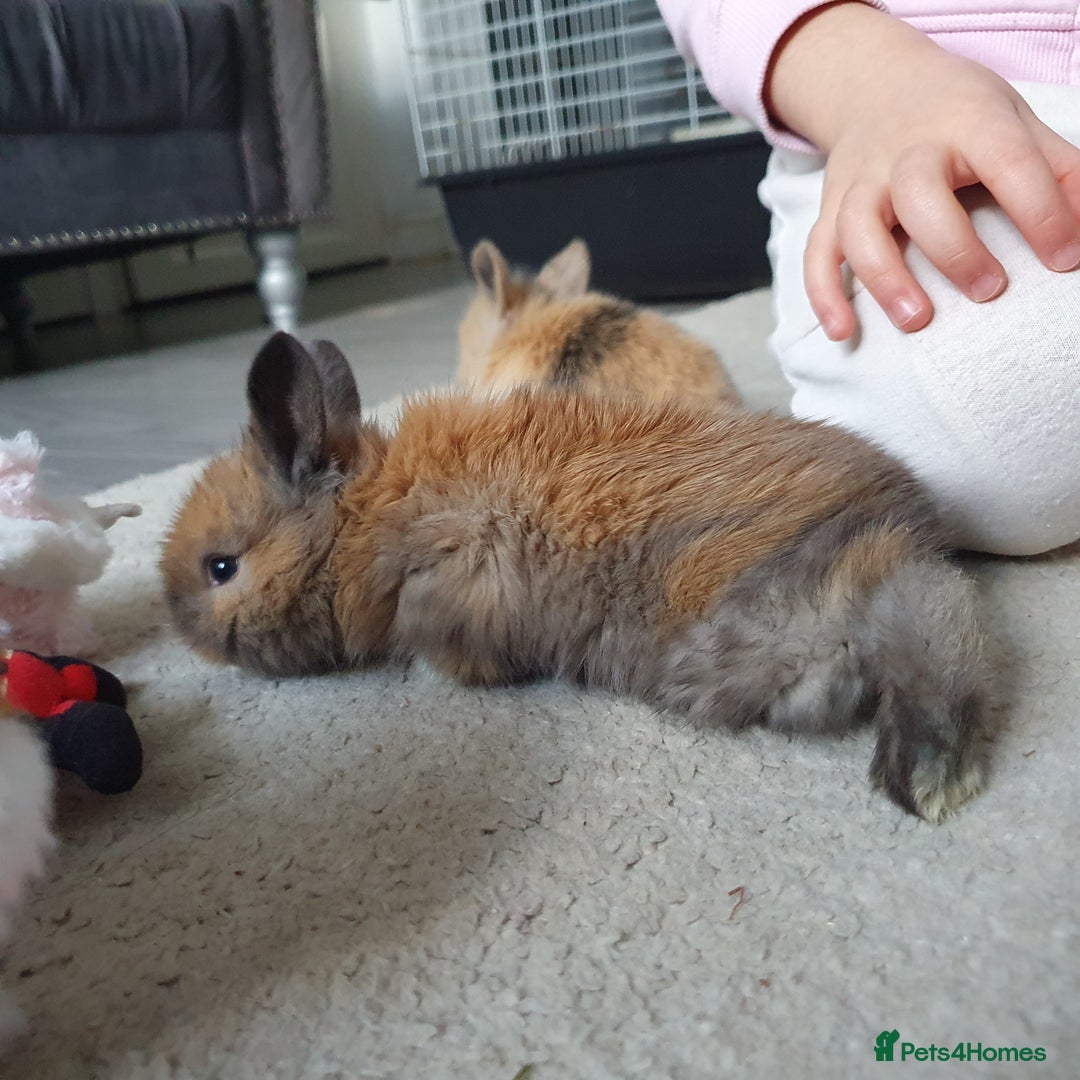 Lionhead rabbits for sale: Baby bunny's  - Advert 2