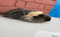 Guinea Pig rodents for sale: 3 beautiful piggies for sale  - Image 3