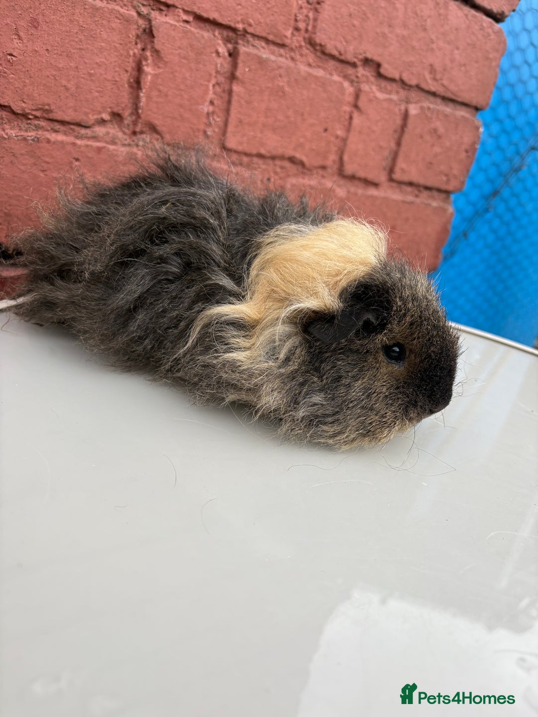 Guinea Pig rodents for sale: 3 beautiful piggies for sale  - Image 3