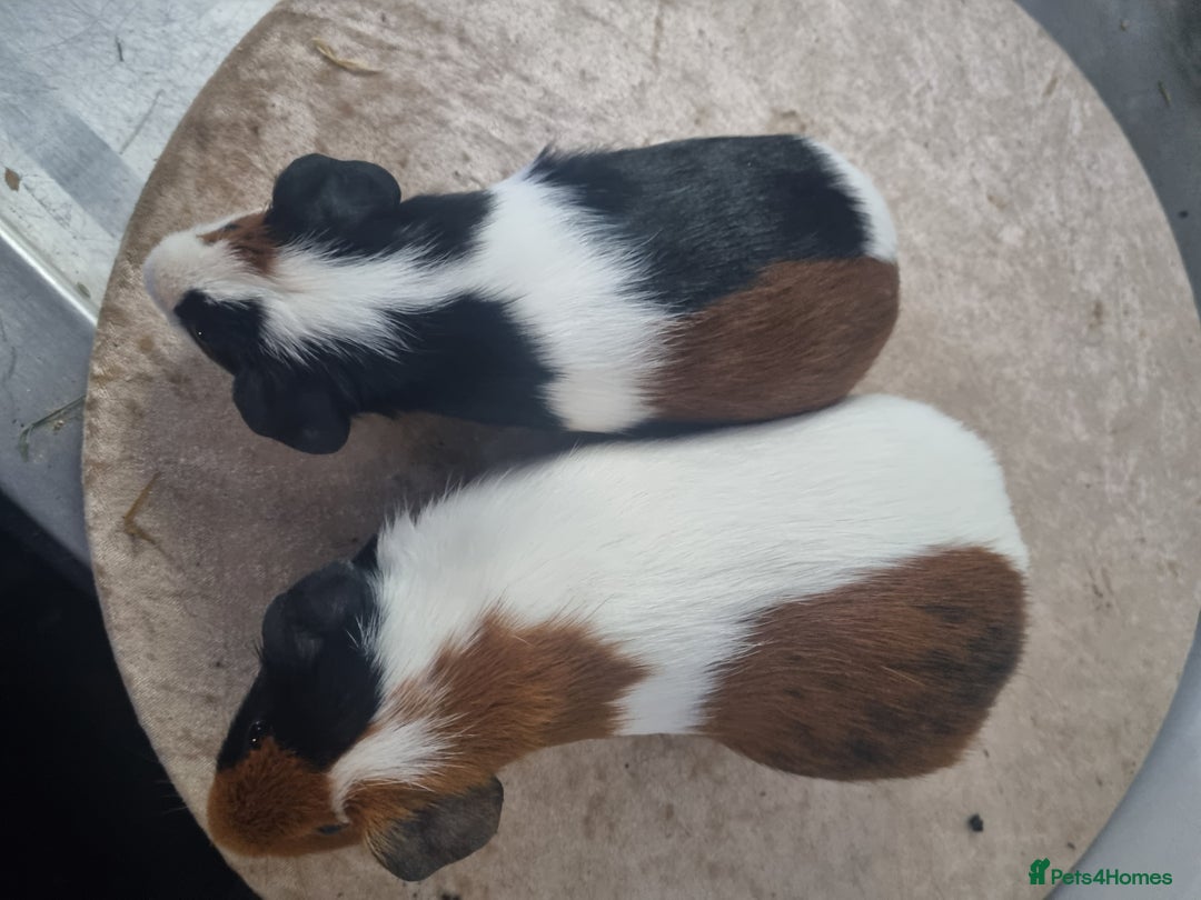 Guinea Pig rodents for sale: Pair of Male Guinea Pigs - Advert 6
