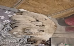 Ragdoll cats for sale: ragdoll kittens for sale - Image 1