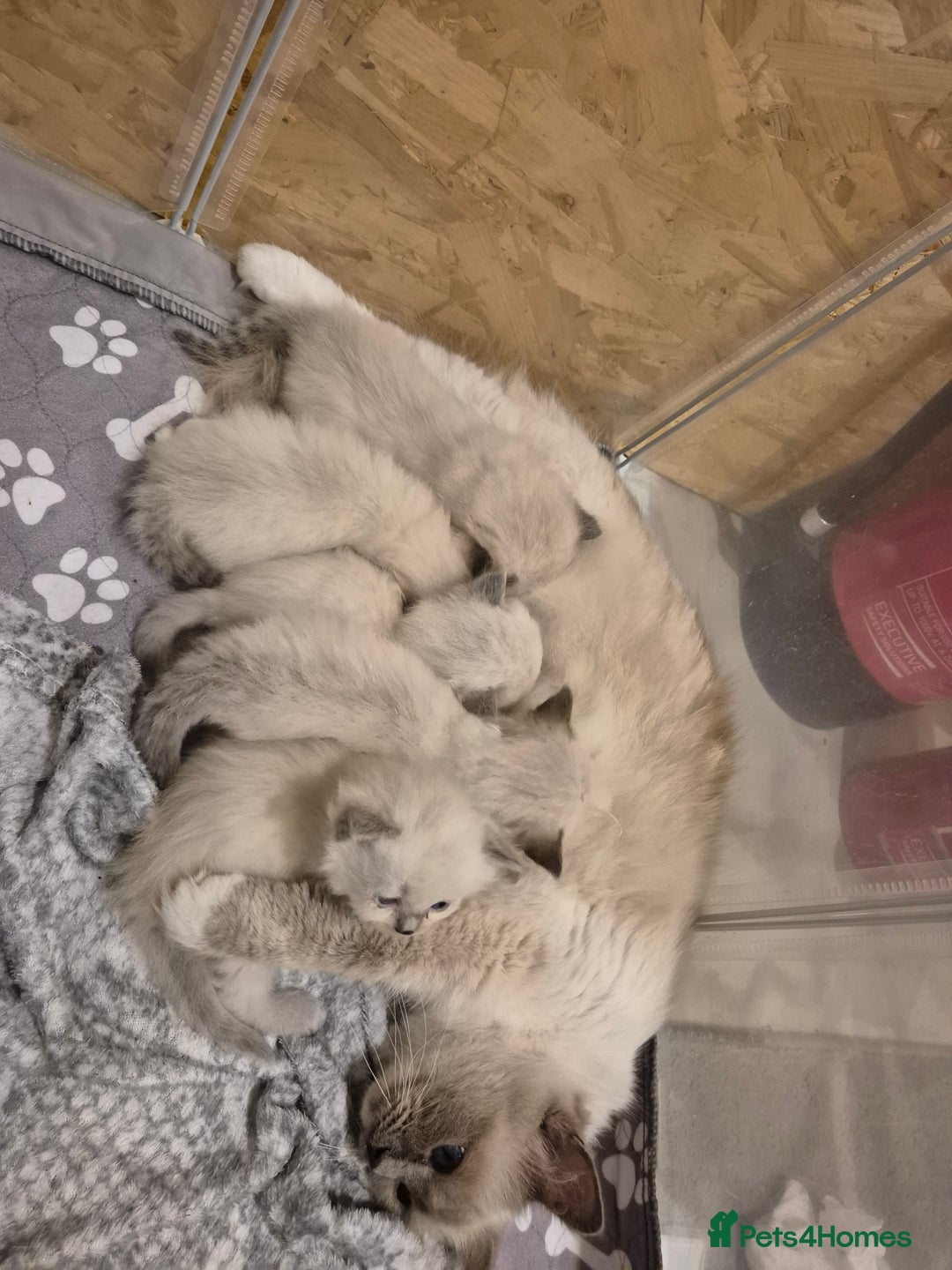 Ragdoll cats for sale: ragdoll kittens for sale - Image 1