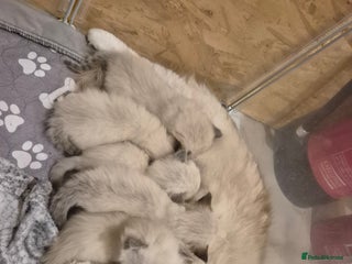 Ragdoll cats - Advert 19