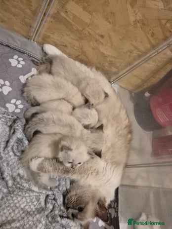 Ragdoll cats - Advert 3