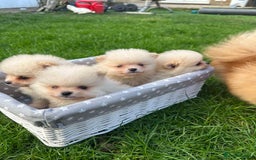 Pomeranian dogs for sale: Adorable Pomeranian Puppies for Sale!  - Image 20